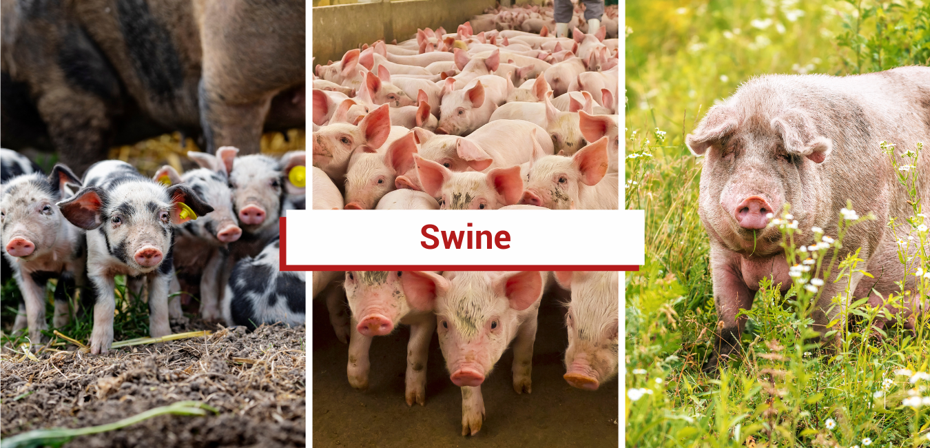 Breeding & Reproduction — CCE Livestock Program Working Team