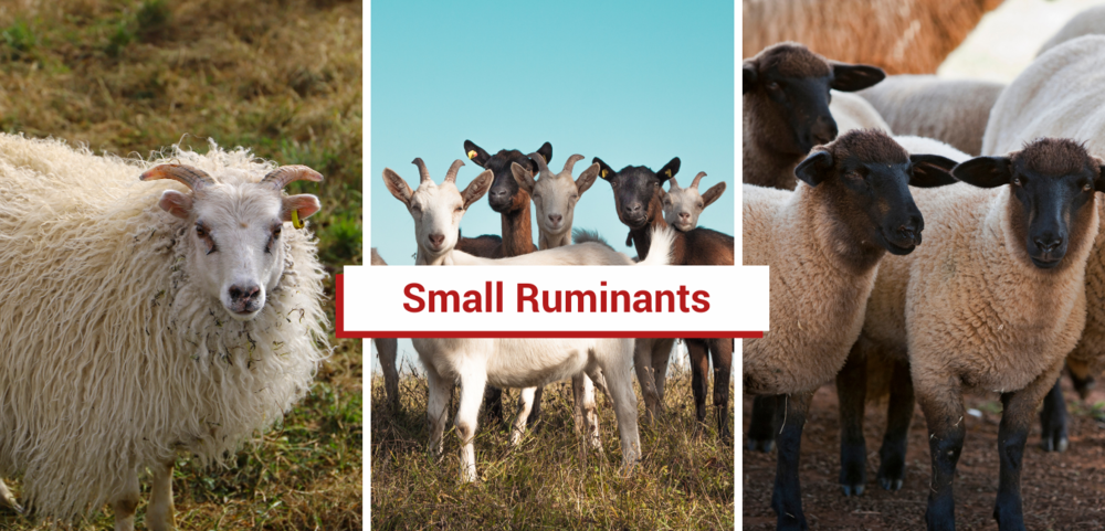 Small Ruminants — CCE Livestock Program Working Team