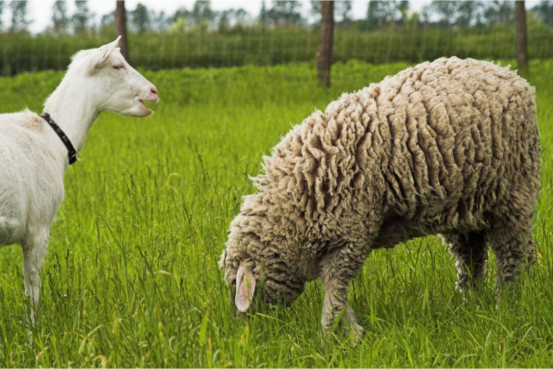 Goat and sheep in a pasture.