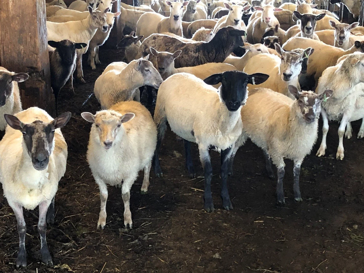 What Did we Learn About Internal Parasites in Small Ruminants this Year? 