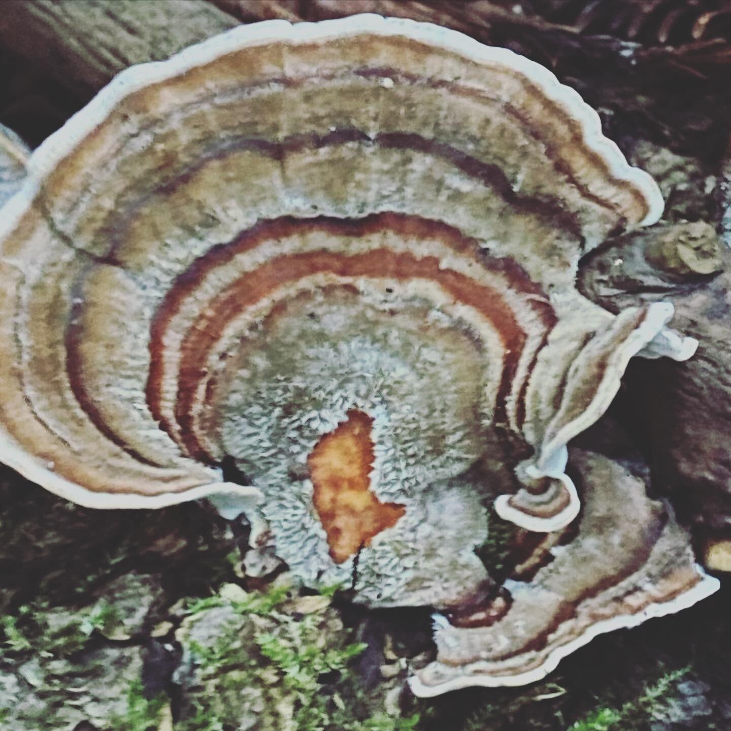 I sat down to sketch this mushroom and low and behold-I found a very distinct face! Zoom in&mdash;do you see the mushroom fairy? #turkeytailmushroom #mushroomfairy #artjournaling #anticancermushroom #writingallison #curiousfinds