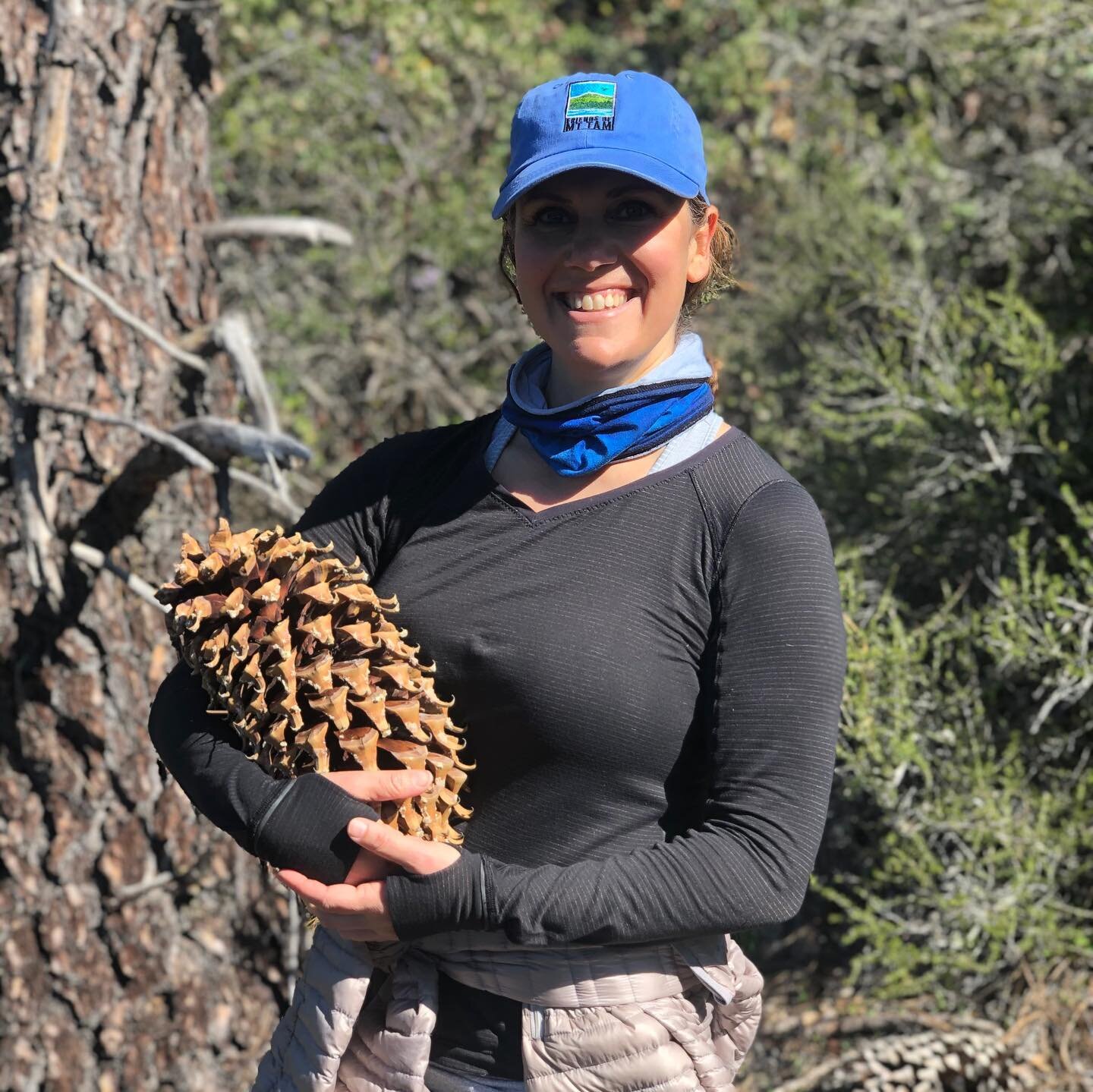 Hike-Ku haiku:
Big pinecone baby
Born from land of Coulter Pines
Don&rsquo;t stand under branch!
🌲🌲🌲🌲🌲🌲🌲🌲
14 mile hike today up and around Tam&mdash;feels so good. I&rsquo;ve never seen pine cones of this size before! Funny how giant redwoods