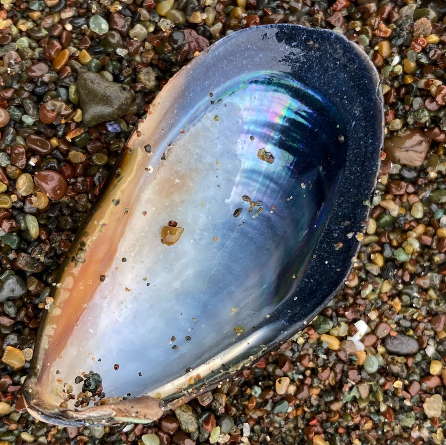 Dark and foggy morn
Easier to spot beauty
In simple places

mussel shell poetry: 🐚 
Exquisite purples, teals, silver sheen 
Mauves, rose, lilac, electric green
Shiny and polished pearlescent
Mother of pearl iridescence
Turning over each dark shell o