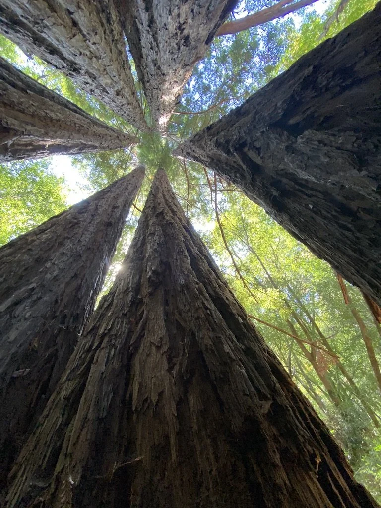 Learning to Talk to Trees