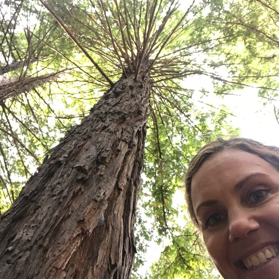a blond woman smiles in the corner of the picture under a sprawling redwood tree