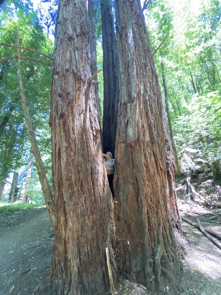 young girl stands inside a ring of redwood trees looking up