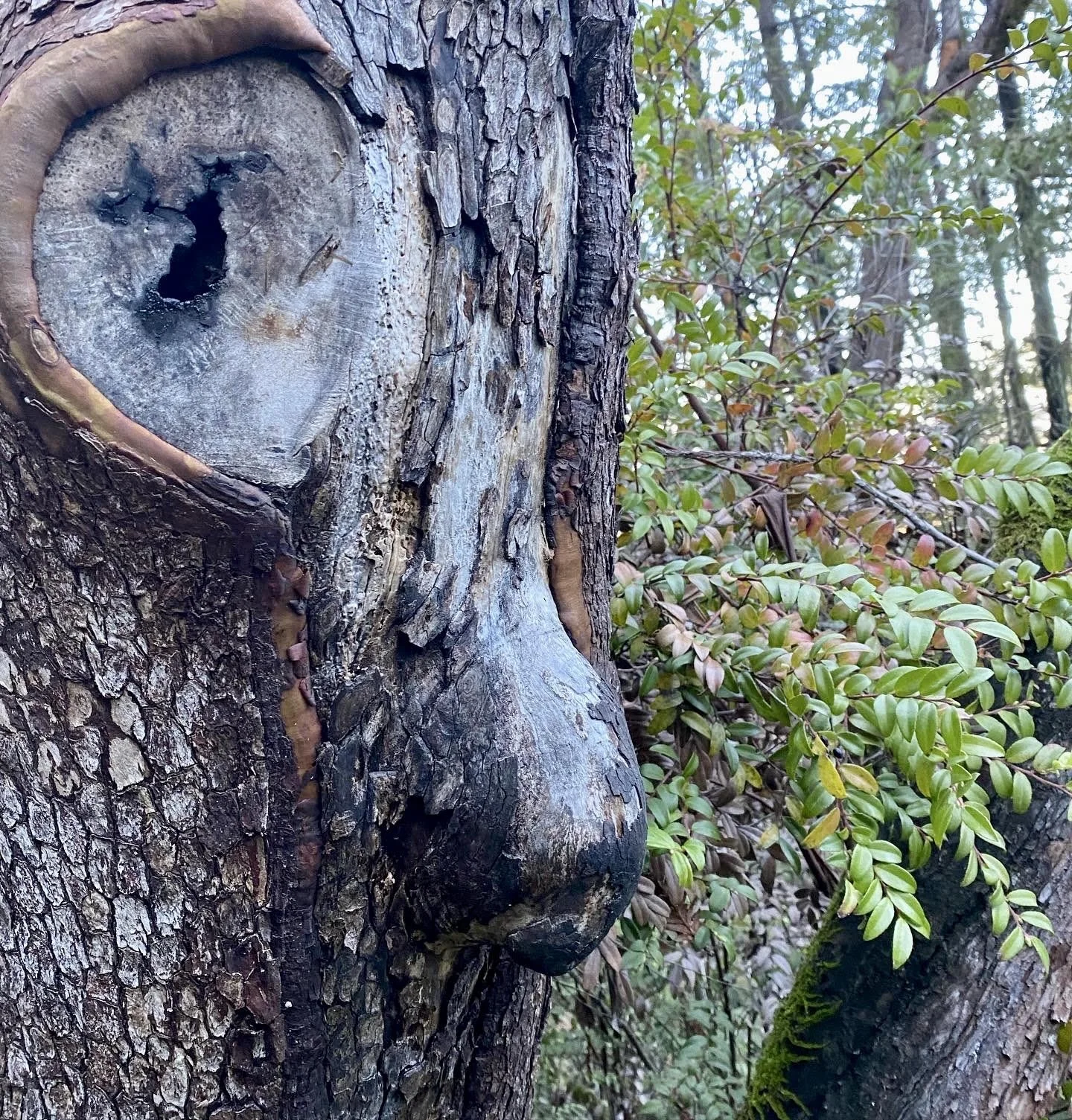 closeup of a burl in a tree in the woods