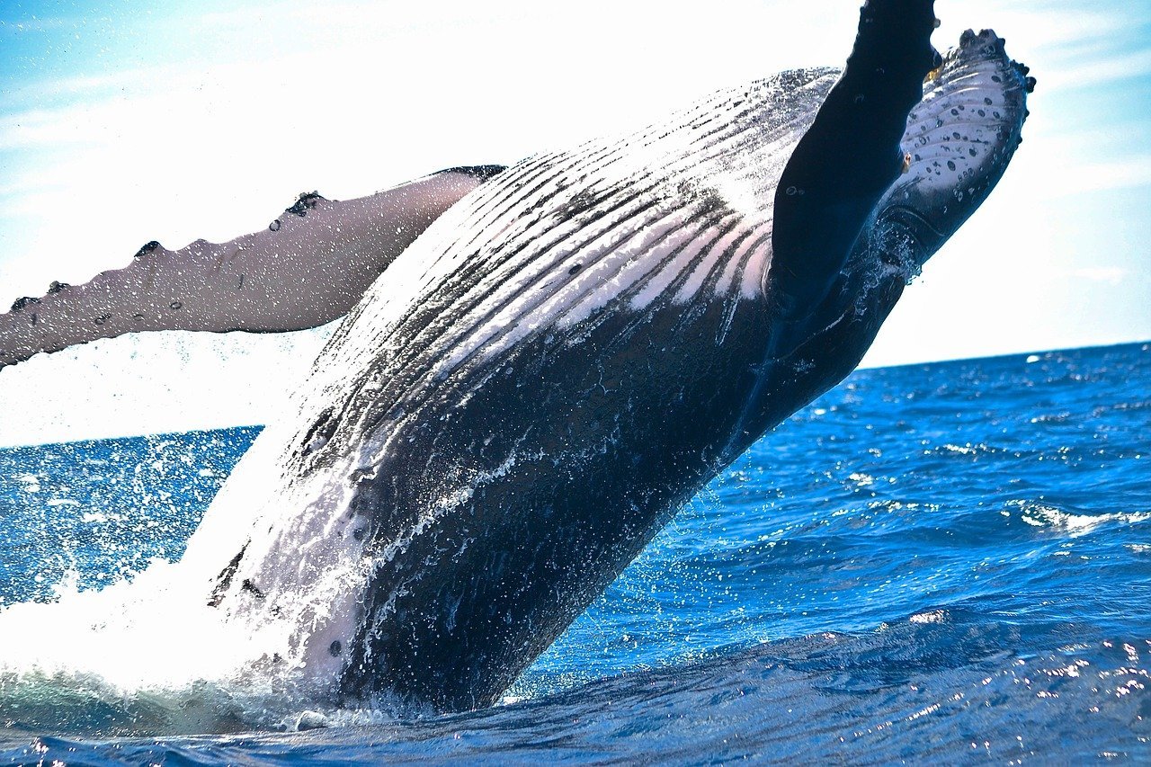 Whales