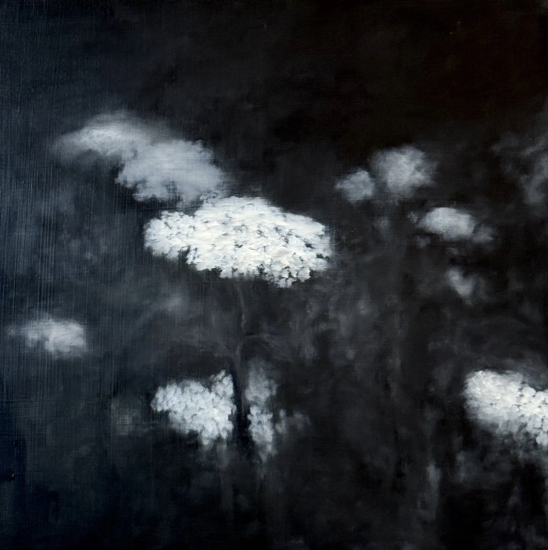 Queen Anne's Lace.Oil on panel.12x12".JPG