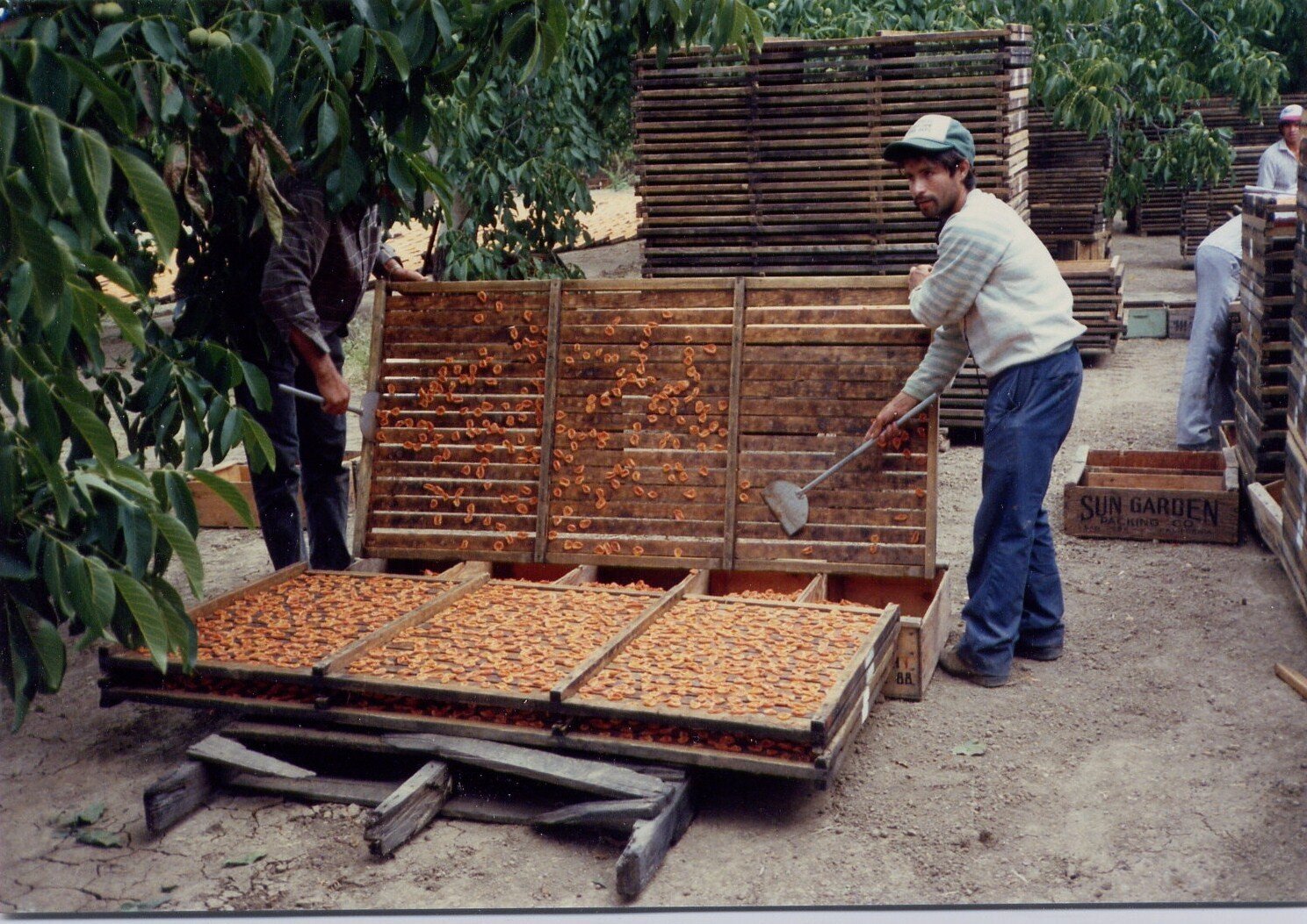 Drying Apricots 1975