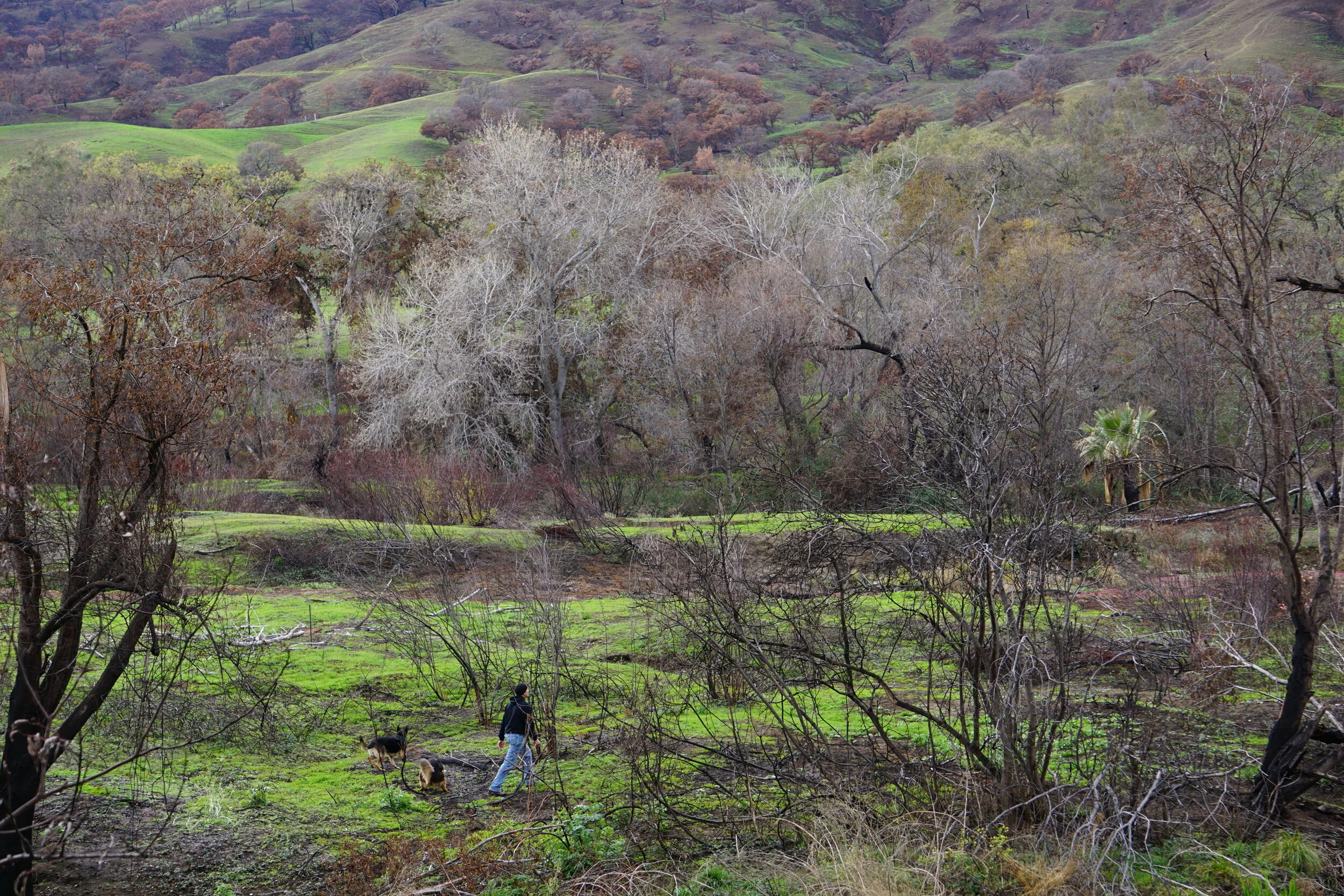 Putah Creek Wildlife Area — Discover Winters