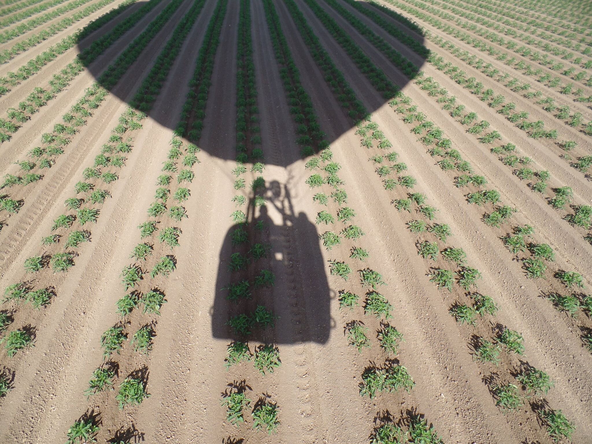 shadow over crops.jpeg