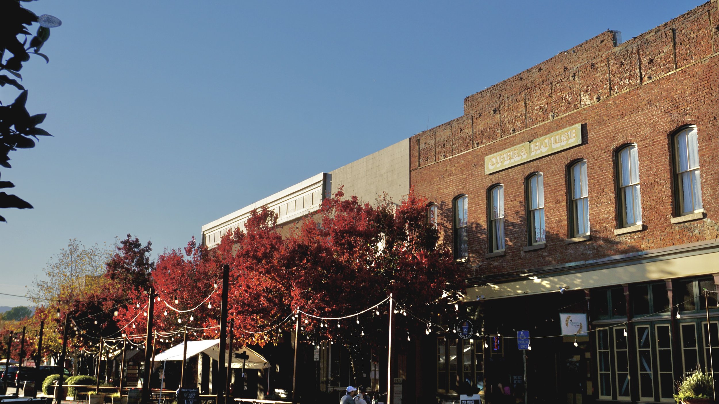 Park Winters Yolo Barre on The Farm + Dried Flower