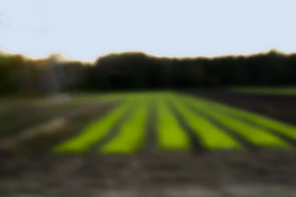 Bowdoinham Field Pin Hole_sm.jpg