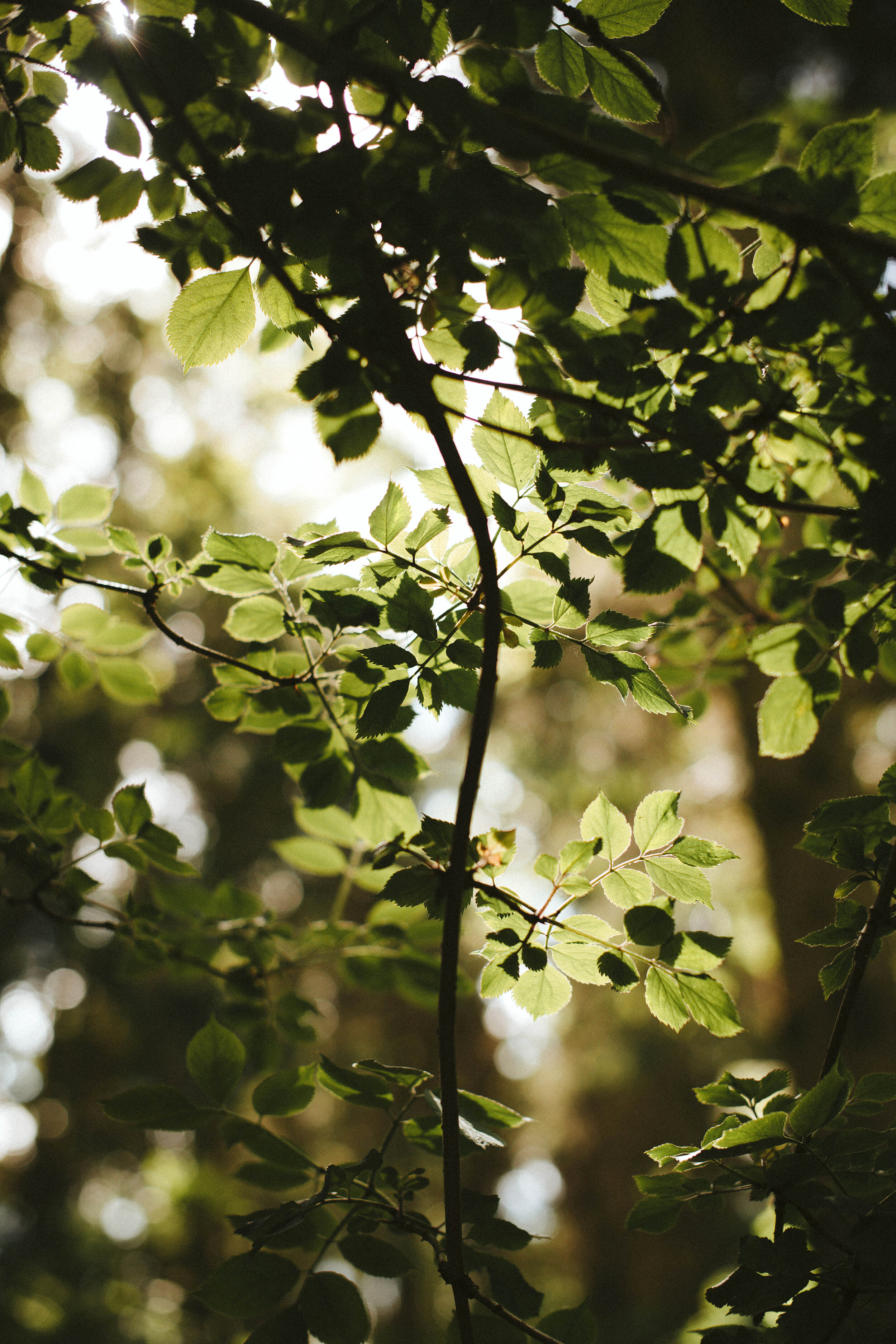 tree-5.jpg