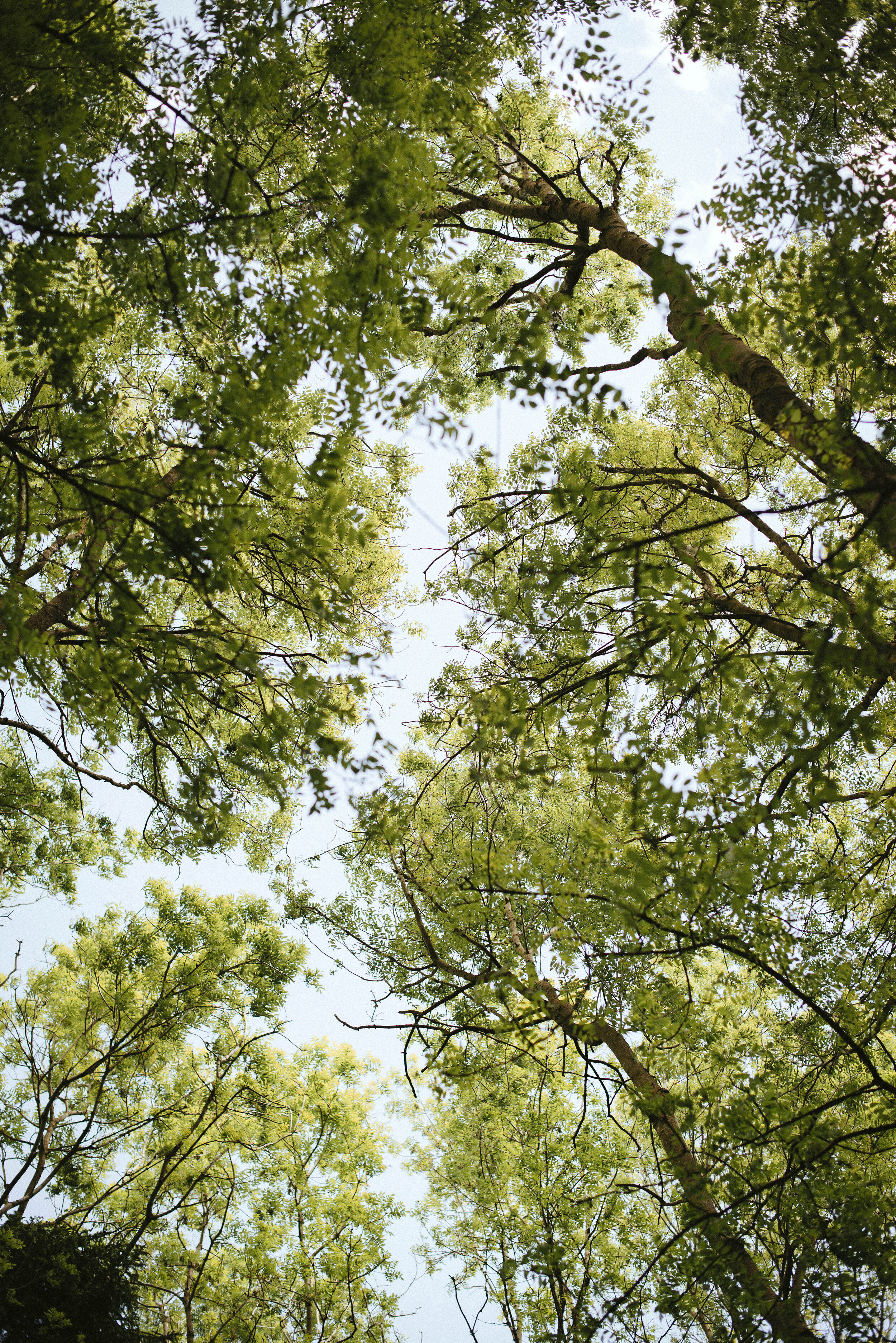 tree-2.jpg