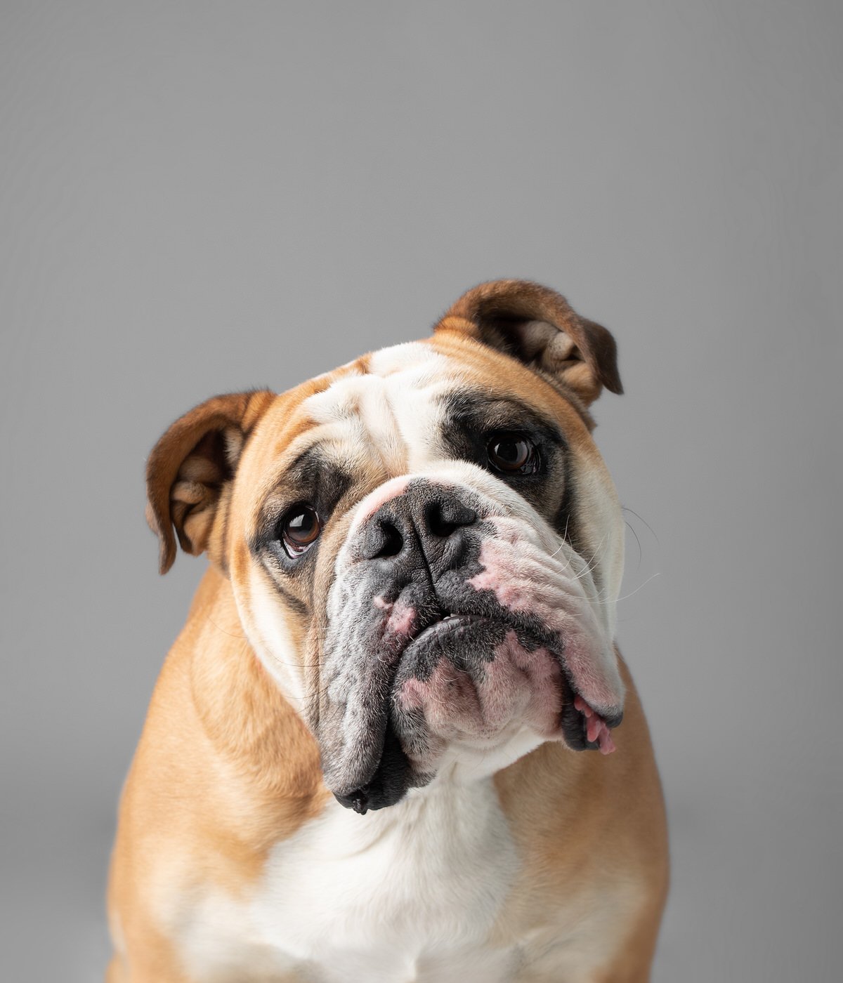 DA005-TheDogAssembly-Bulldog4.jpg