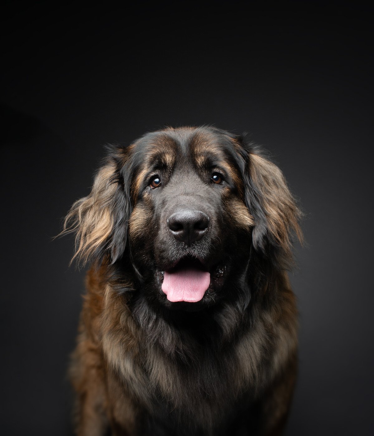 DA025-TheDogAssembly-Leonberger.jpg