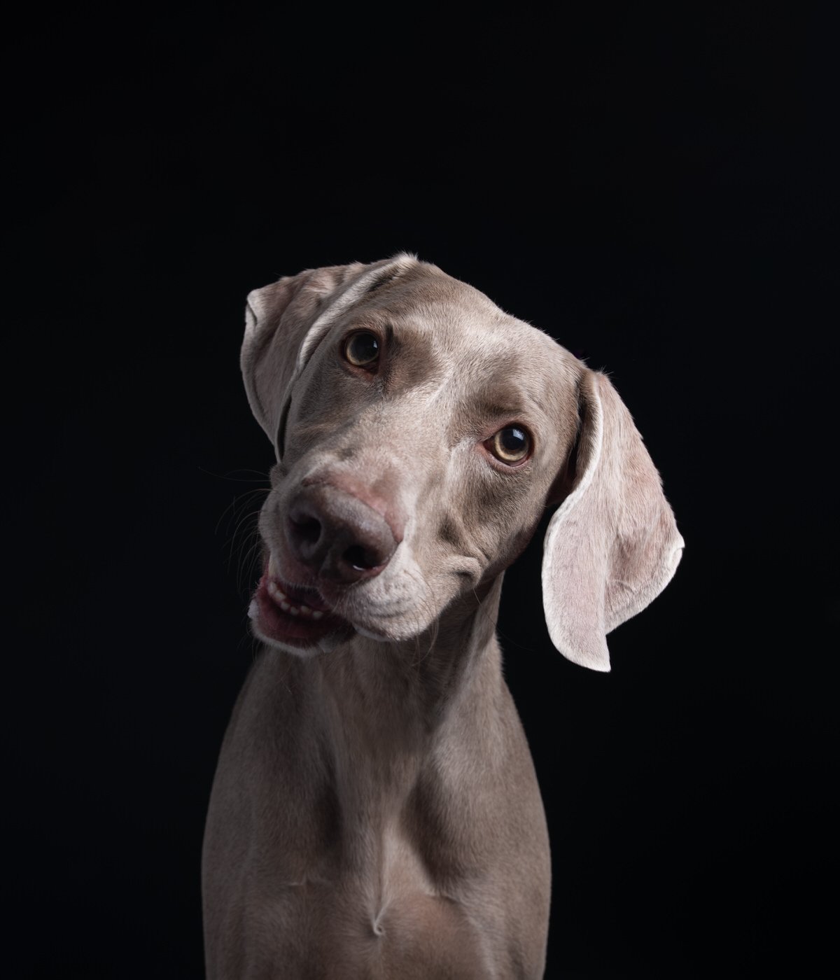 DA034-TheDogAssembly-Weimaraner3.jpg
