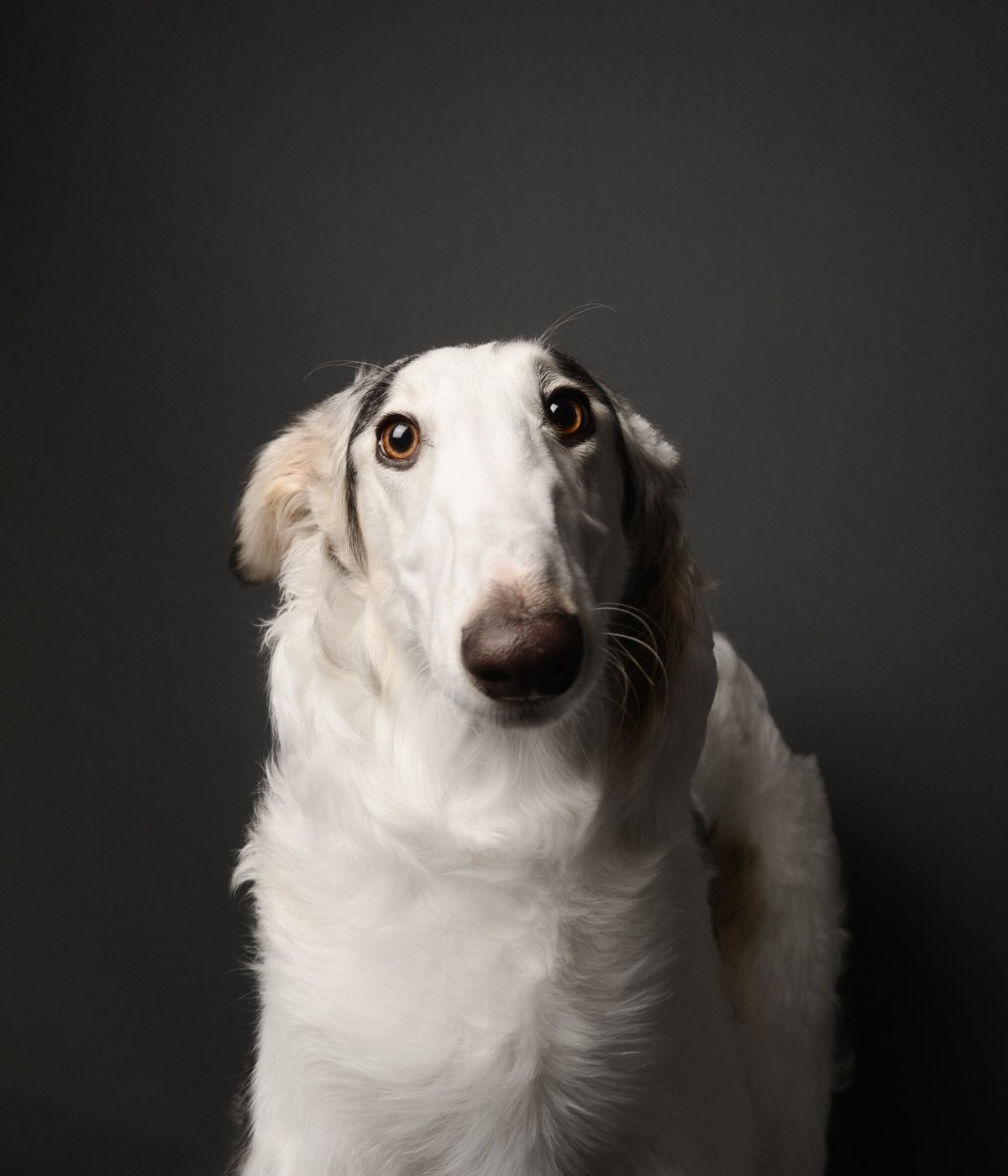 DA012-TheDogAssembly-Borzoi.jpg