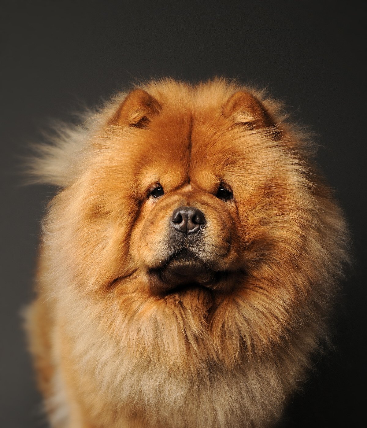 DA040-TheDogAssembly-ChowChow.jpg