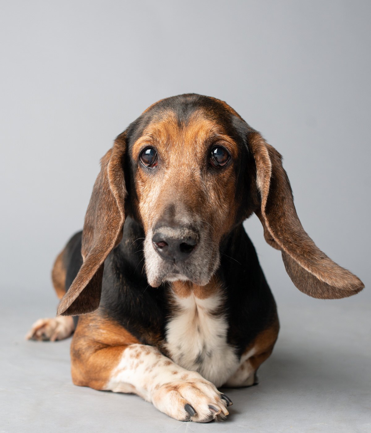 DA009-TheDogAssembly-BassettHound.jpg