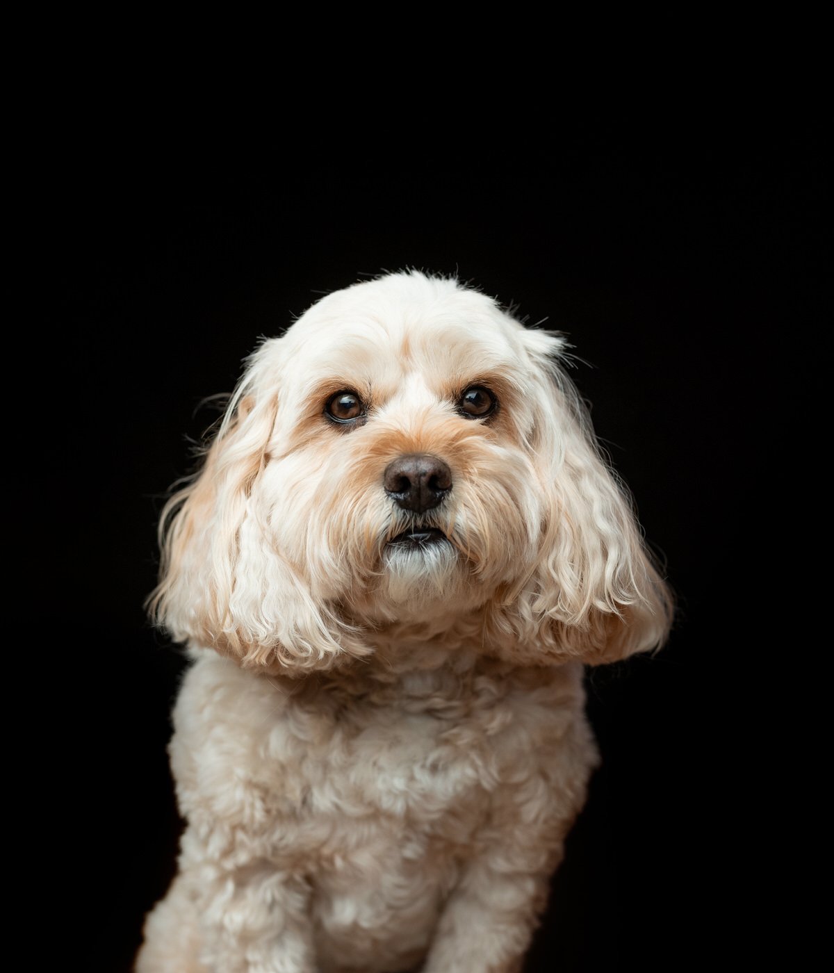 DA001-TheDogAssembly-Cavapoo.jpg
