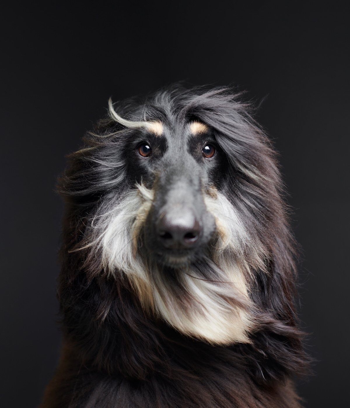 DA002-TheDogAssembly-AfghanHound2.jpg