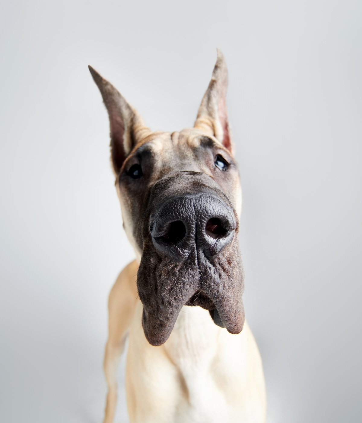 DA068-TheDogAssembly-GreatDane4.jpg