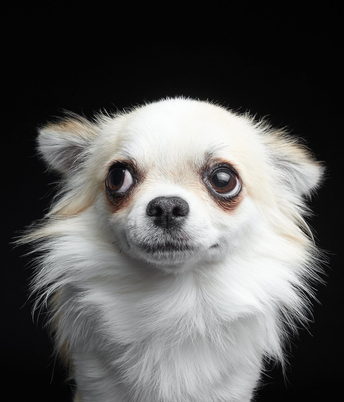 DA013-TheDogAssembly-Chihuahua2.jpg