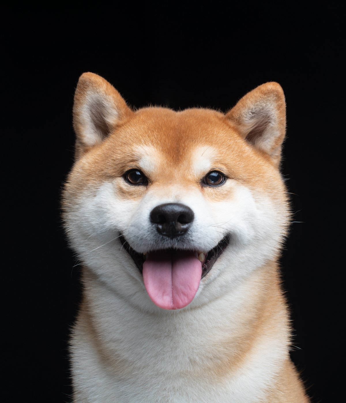 DA051-TheDogAssembly-ShibaInu.jpg