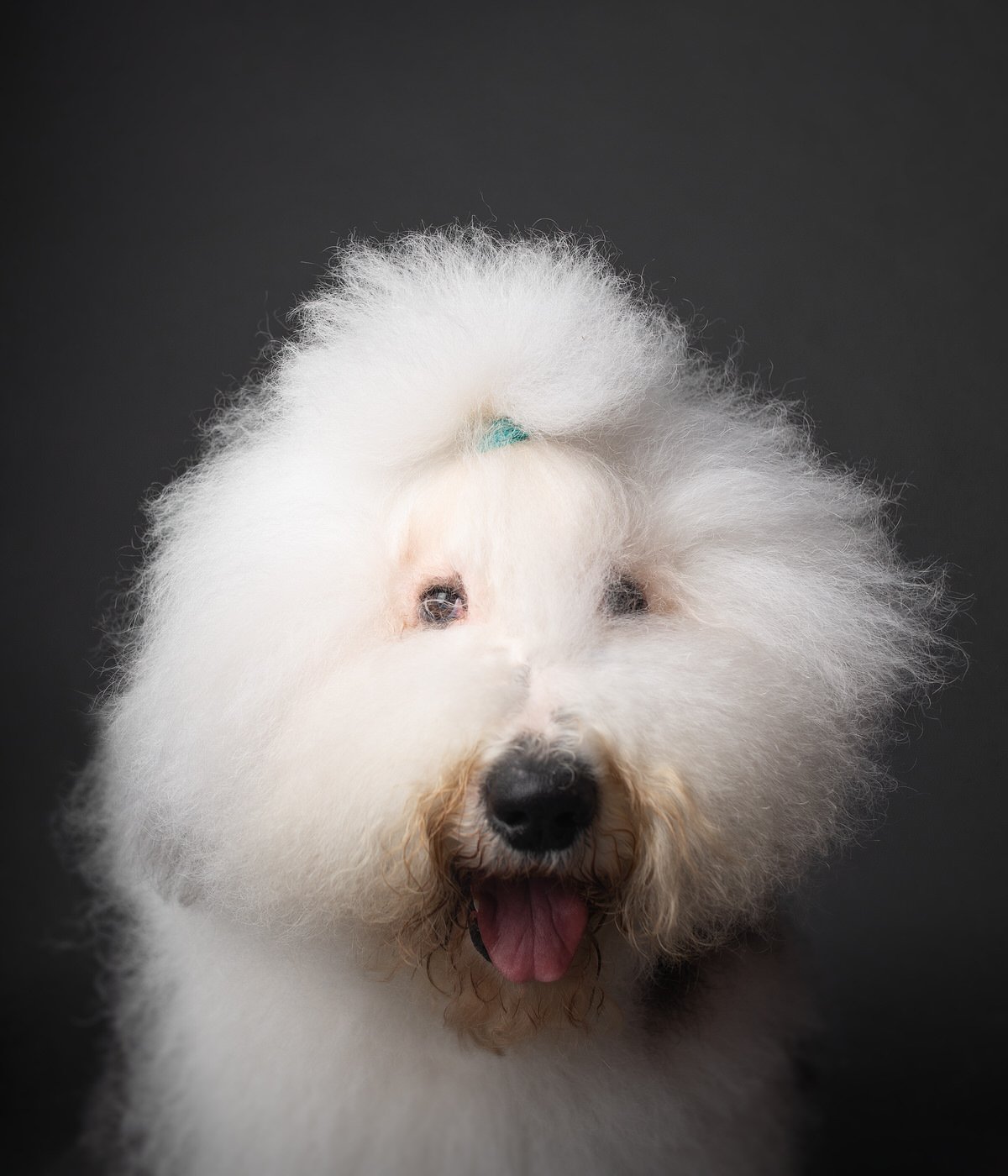 DA074-TheDogAssembly-OldEnglishSheepdog2.jpg