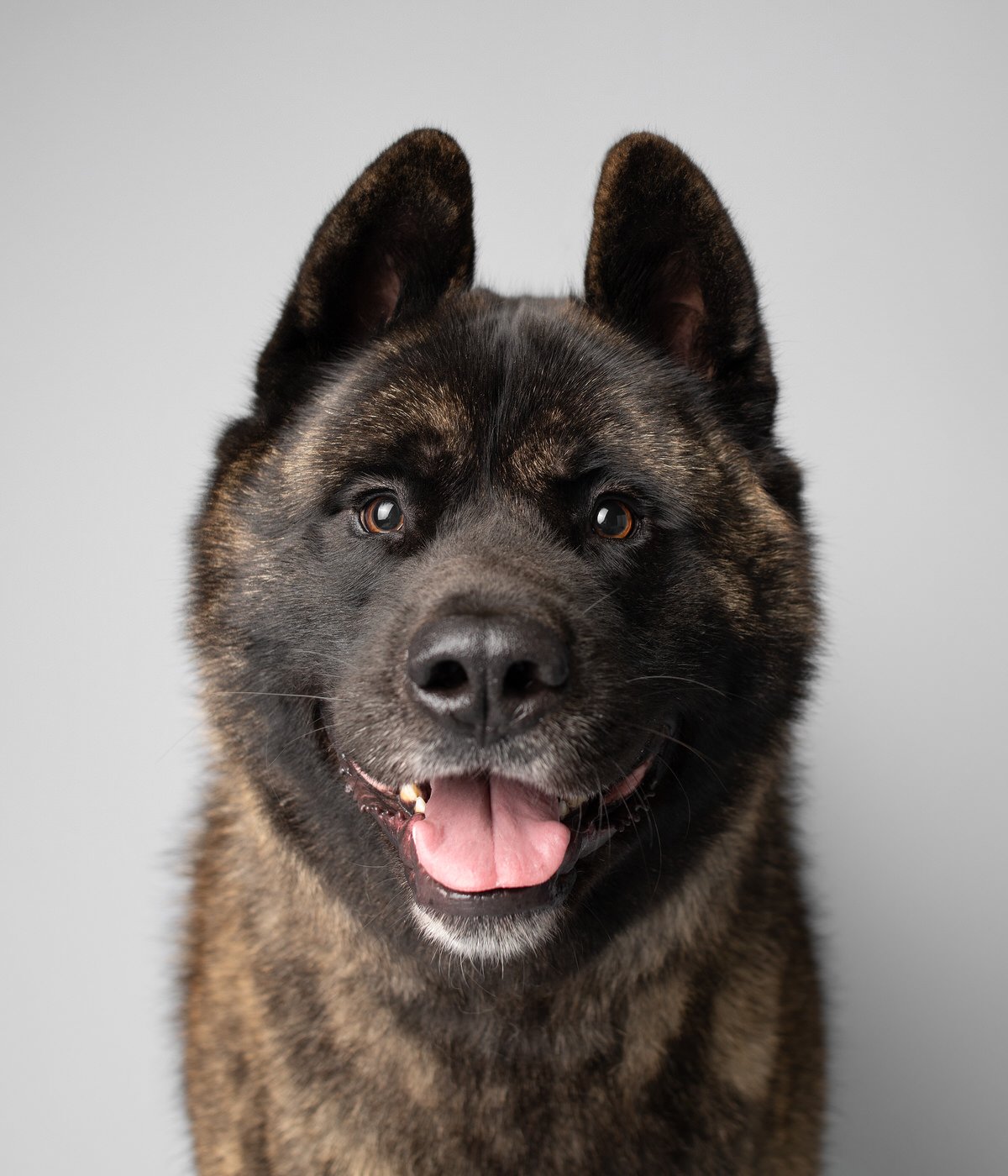 DA020-TheDogAssembly-Akita.jpg