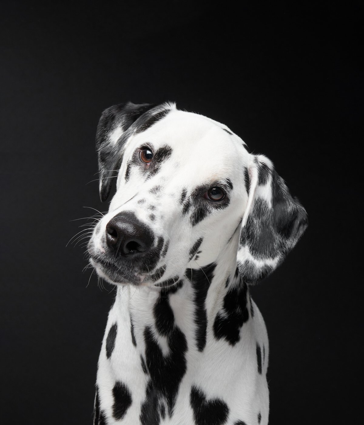 DA014-TheDogAssembly-Dalmatian.jpg