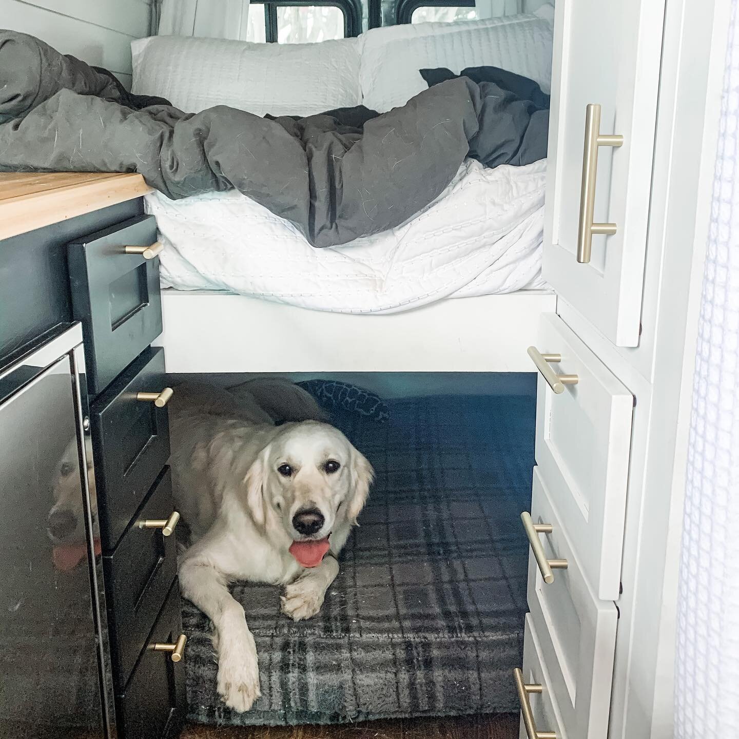 We built this space for both our dogs, but only one likes it. And as you can see, she&rsquo;s very proud of it. 

It&rsquo;s huge and I mean clearly we could add at least two more dogs to the pack, right? 😂 

#goldenadvantures #vanconversion #sprint