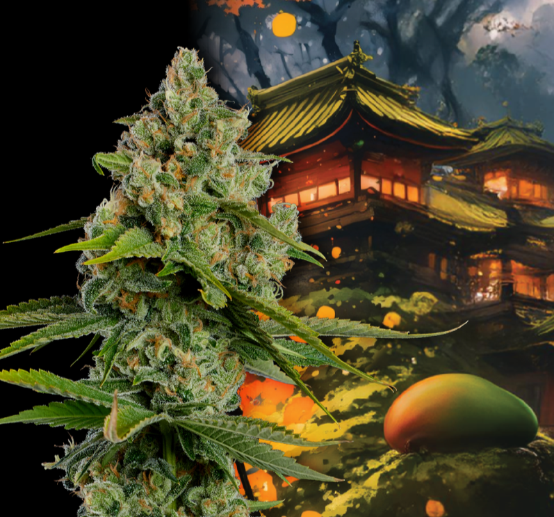 decibel miyazaki mango.PNG