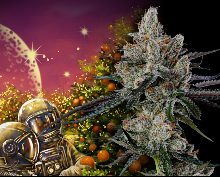 decibel alien orange.PNG