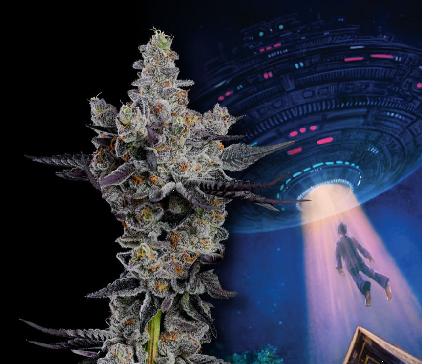 decibel roswell flower.PNG