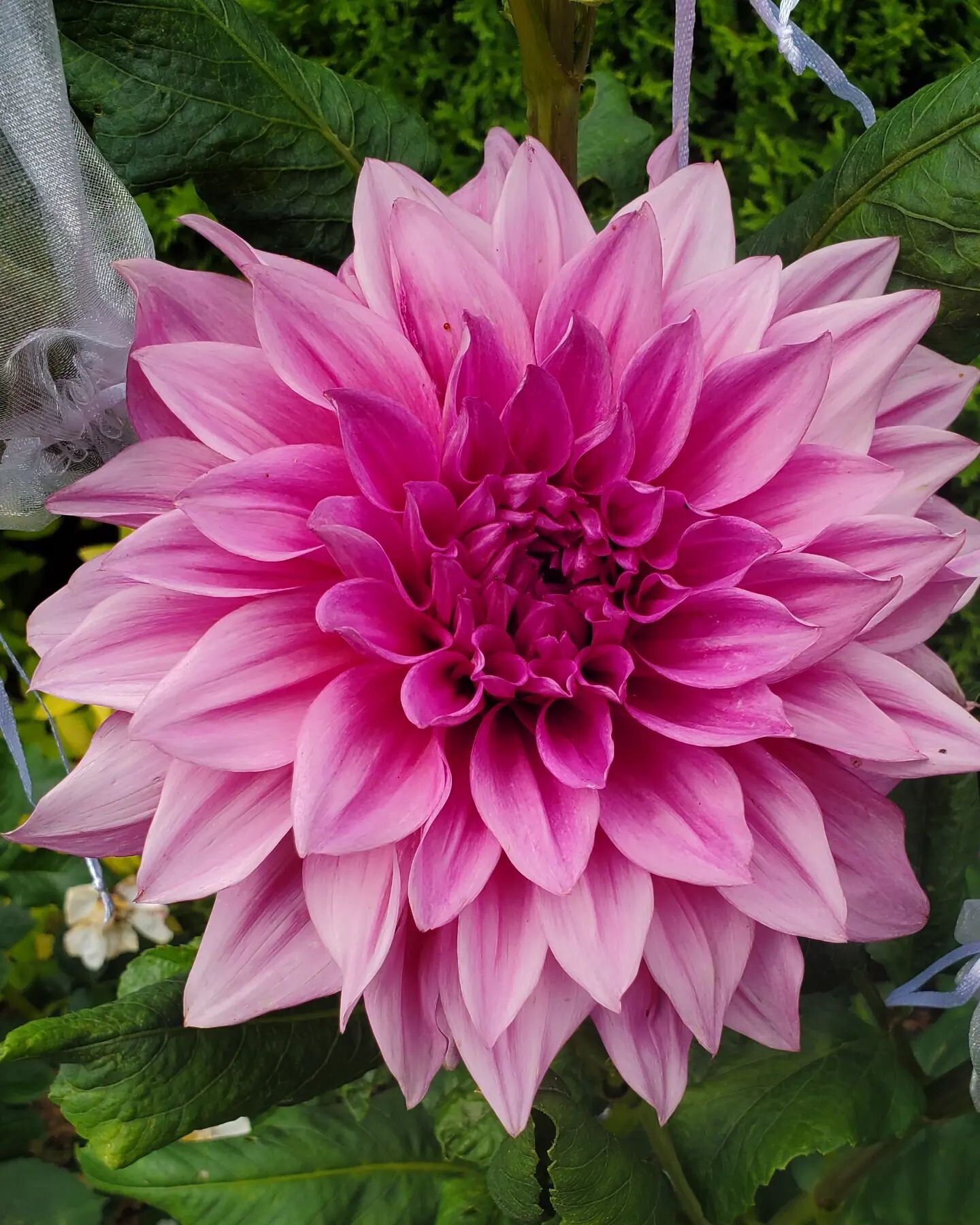 Cafe au Lait Rose Dahlia❤️🌼🌻
.
.
.
.
#dahliaseason #dahlia #dahlialove #dahliasofinstagram #flowergardening #cutflowerpatch #floristwaterloo #lovegardening #loveflowers #wellesleyontario #waterlooregion #waterlooflorist