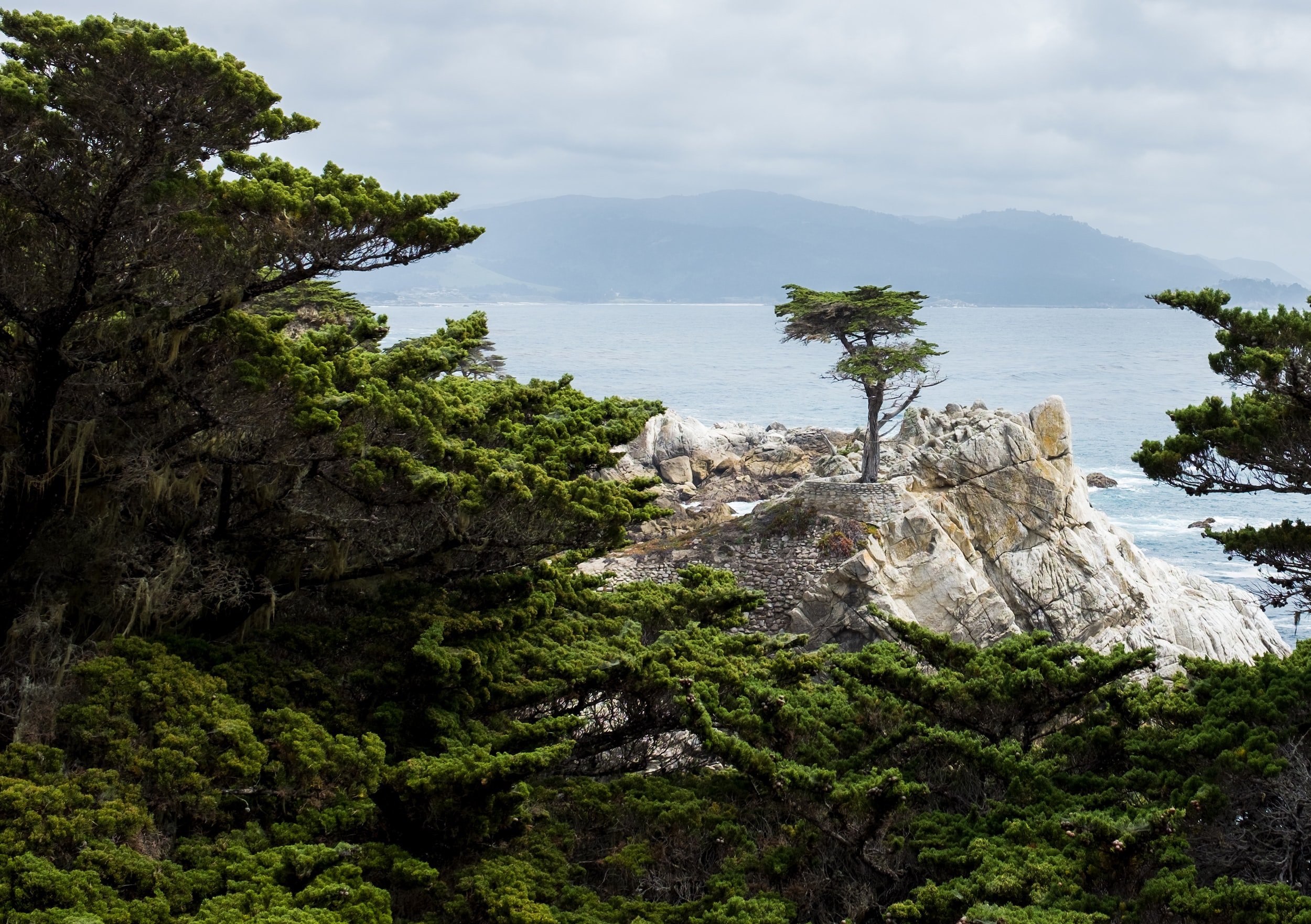 Solitary cypress tree on rocky coastline with ocean and hills in the background.