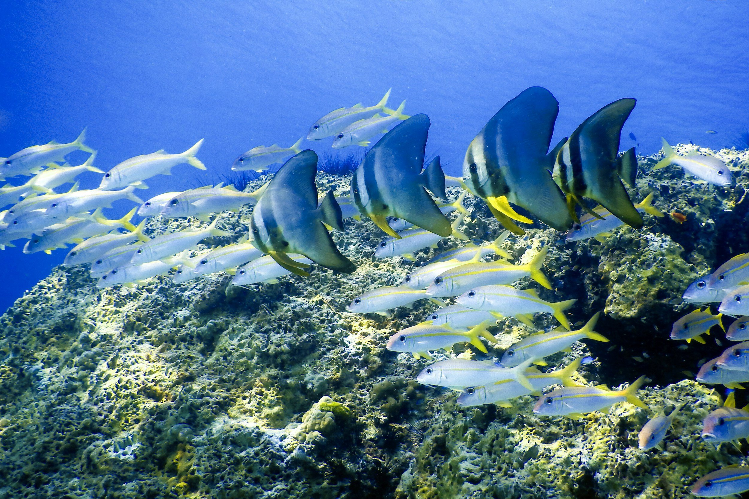 School of fish swimming near a coral reef in clear blue water.