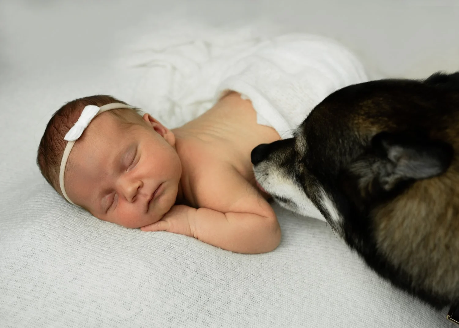 Newborn and Dog Photography