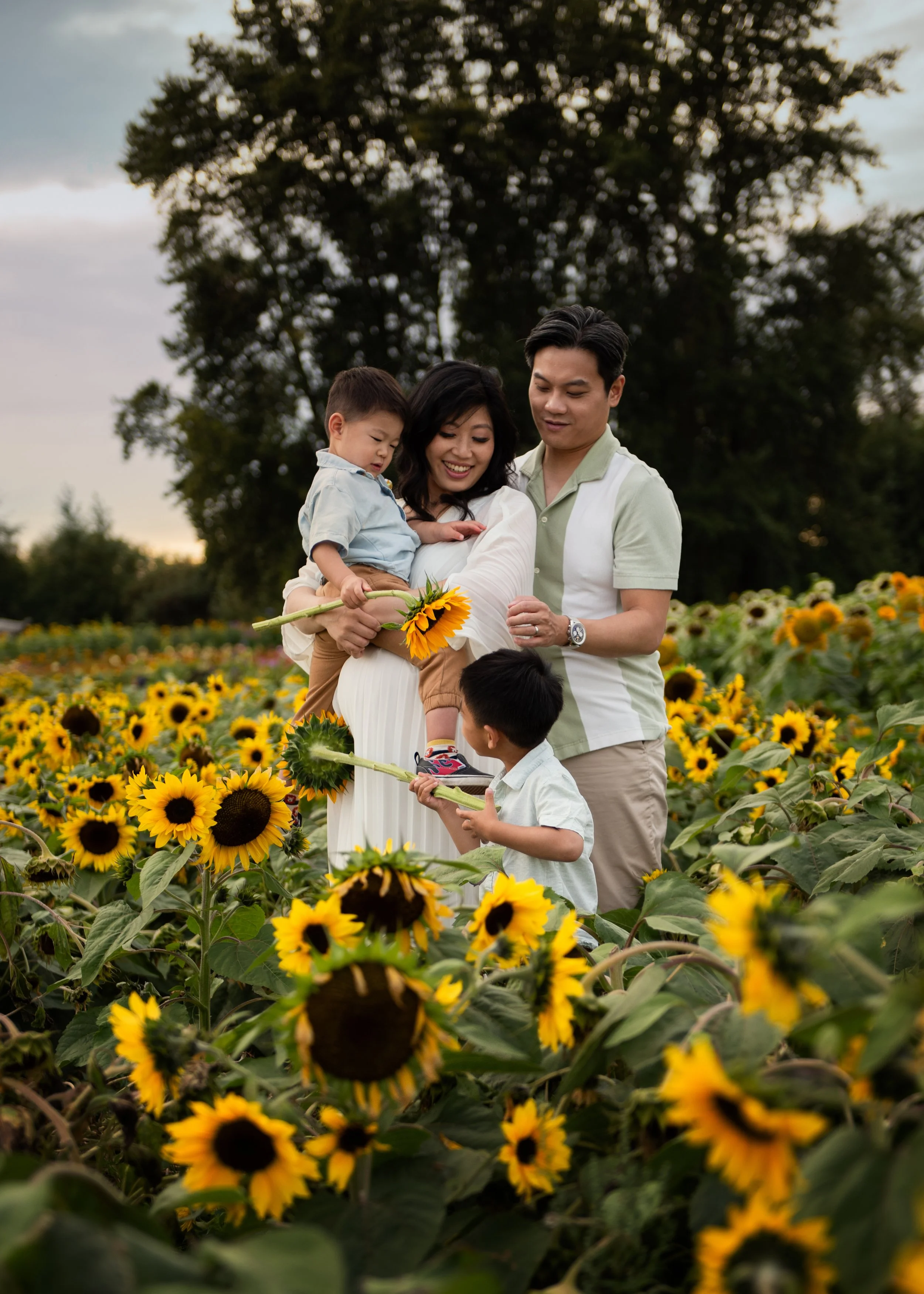 Sunflower Field Family Photo Shoot