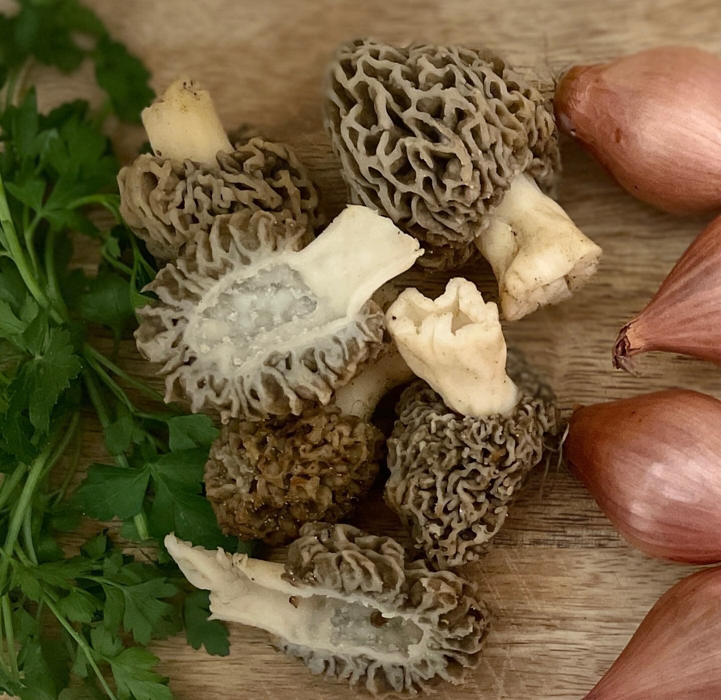 // FORAGING WALKS ARE BACK//

Those who know what these little guys are will know they are basically mushroom 🍄 GOLD! @tom_the_forager has been on the hunt and has a top secret spot for finding these #morels. He won&rsquo;t even tell us where they a