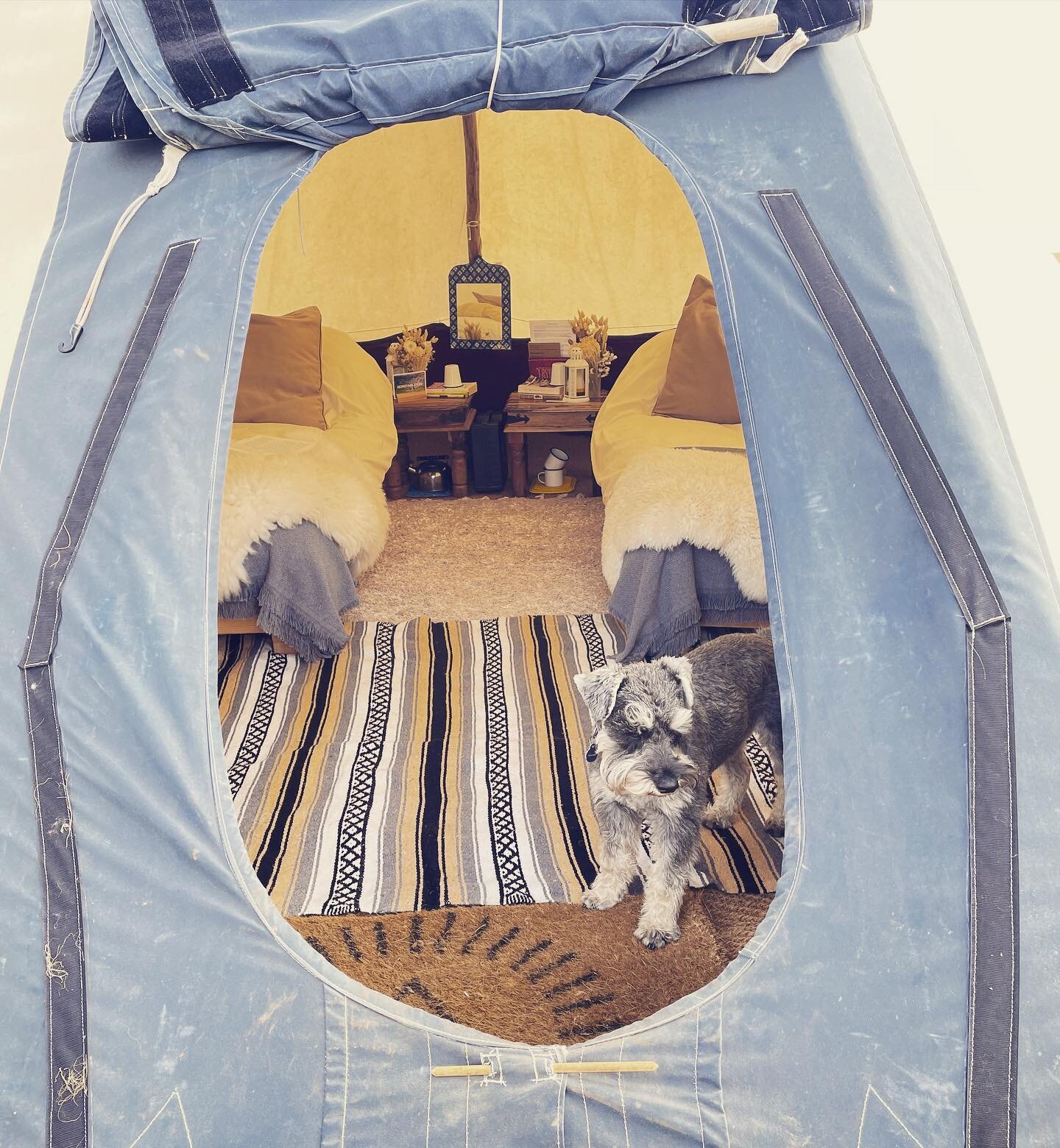 // QUALITY CONTROL //

We keep to high standards at Seaview - especially when Badger is on patrol. Our resident mini schnauzer likes to check the tipis out before guests arrive - just to make sure the sheets are just right, the water is fresh, the sh