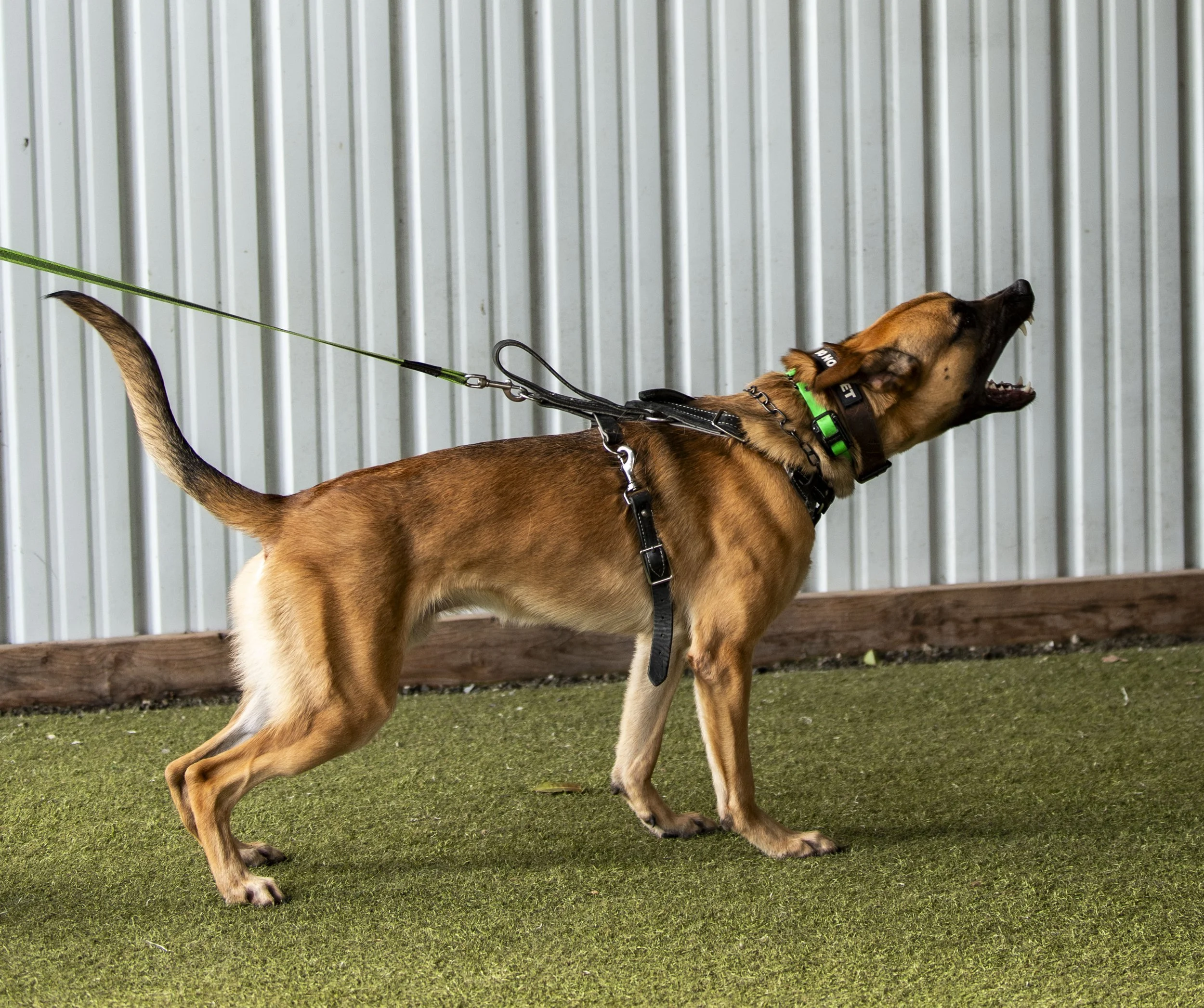 Southpaw K9 Seminar-79.jpg