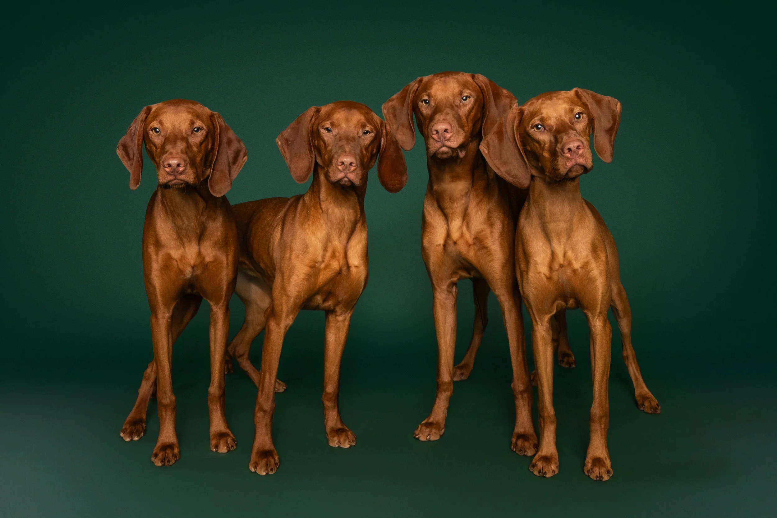 Zoe, Warlock, Rumi and Kitsune-3.jpg