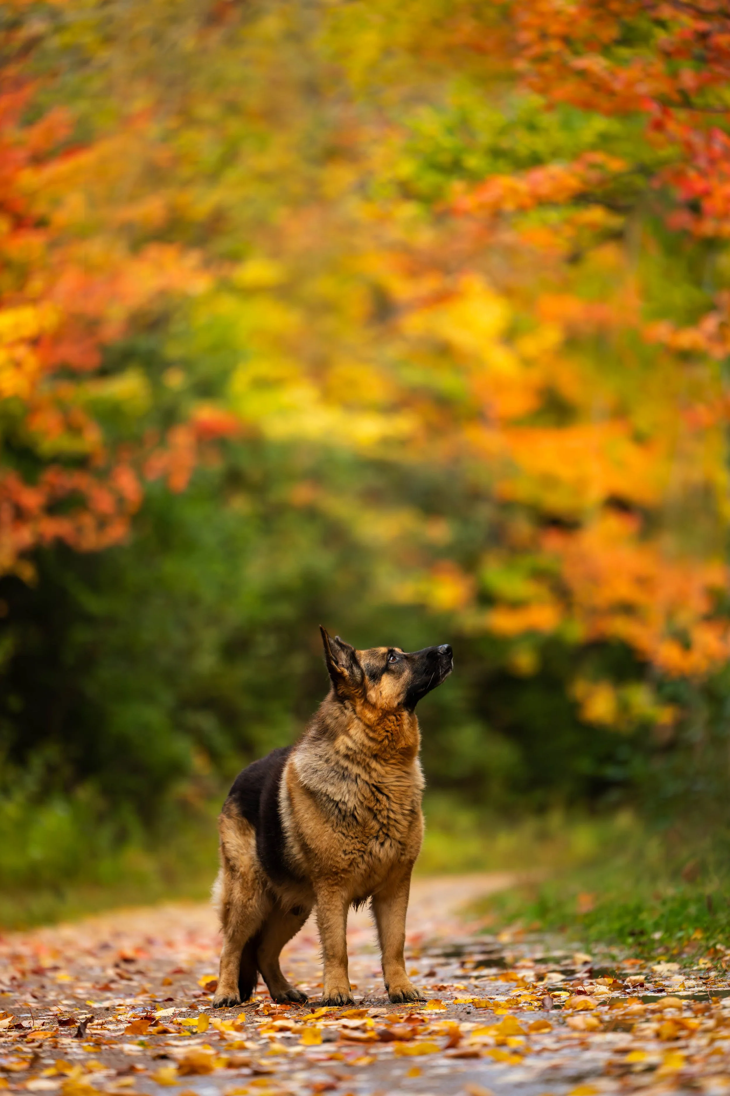 MargotMcKelvie Dexter  GSD - 001_.jpg