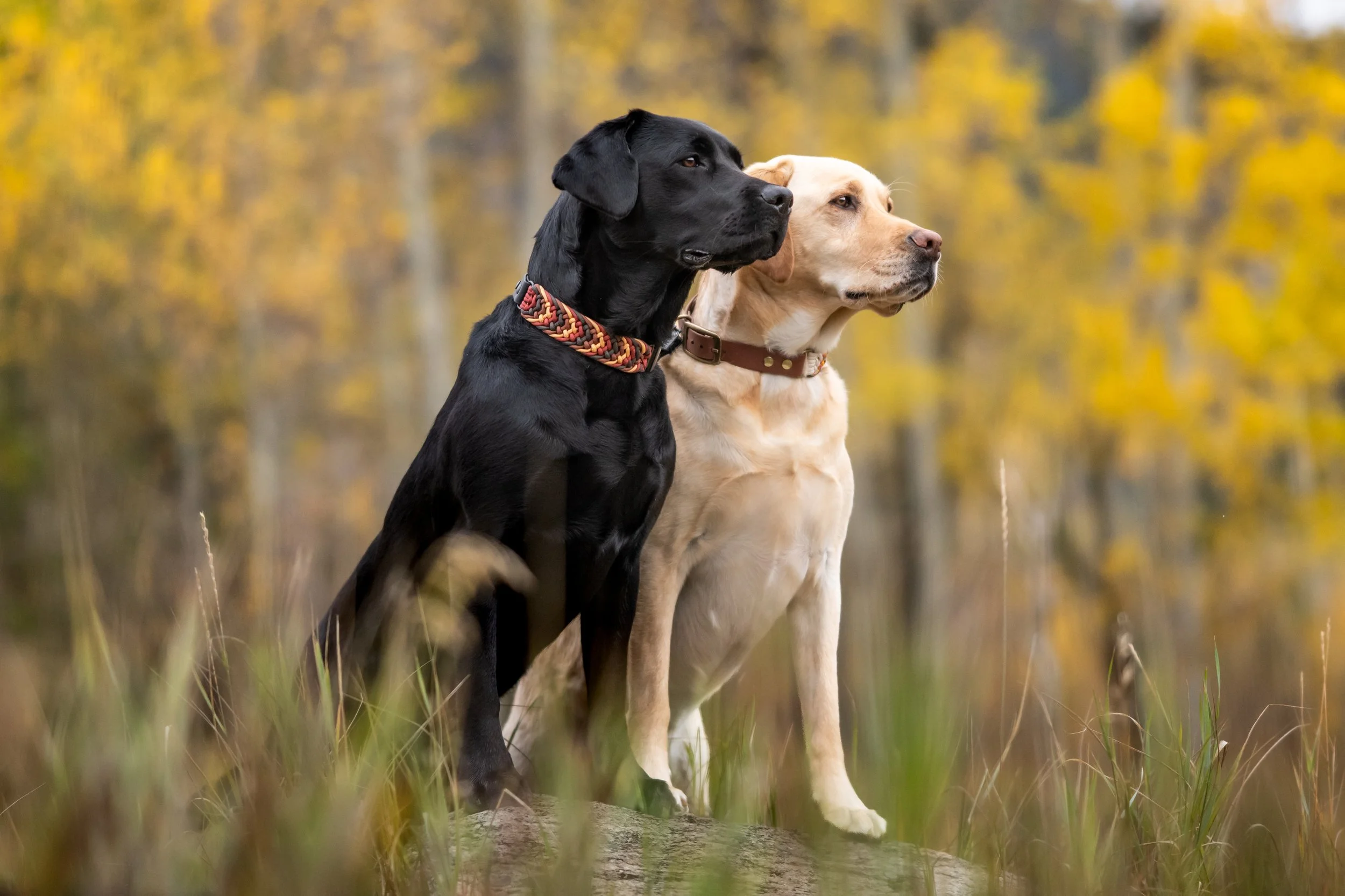labrador photos, seattle lab photos, fall photos, dog fall photos, 