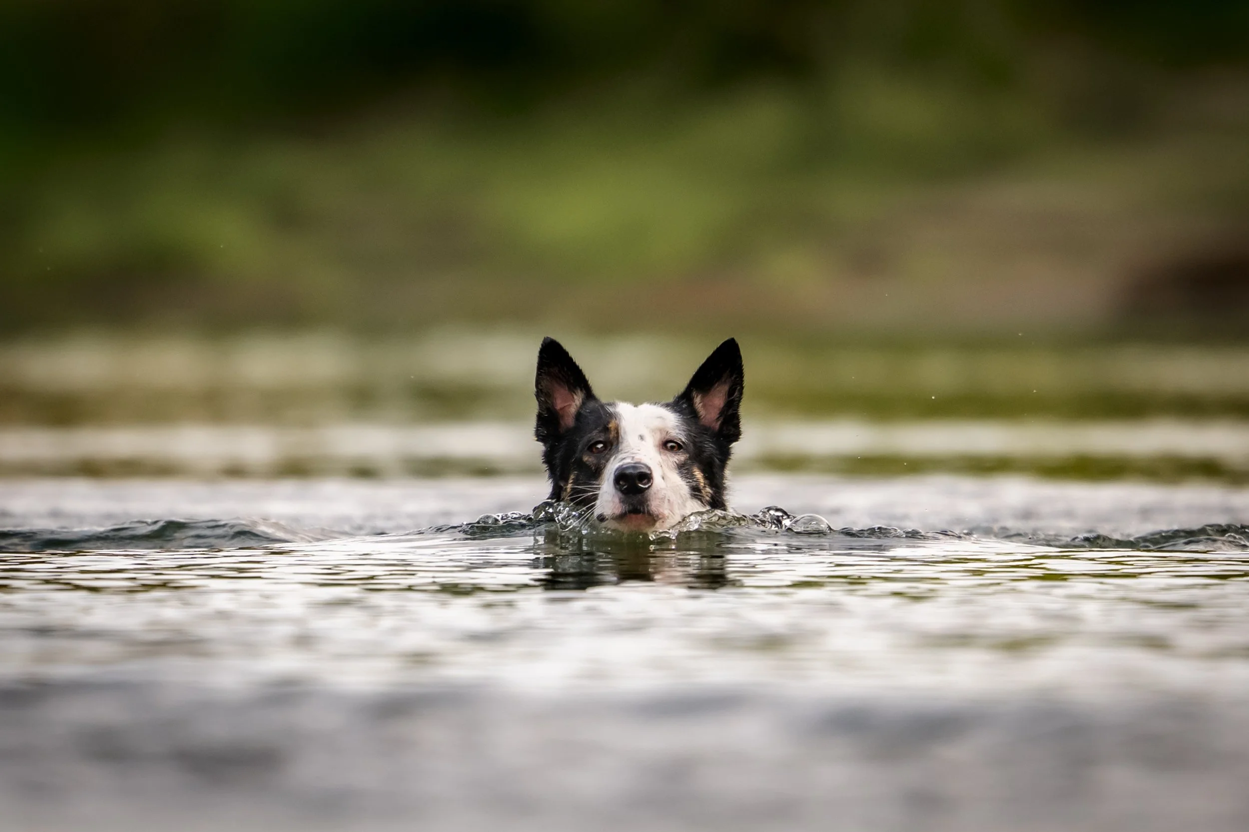 swimming dog, best places to take your dog to swim seattle, seattle water dog, water dog duvall, duvall swim spots 